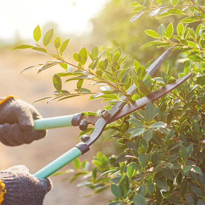 themenwelt der letzter Rueckschnitt des Jahres 540x540